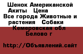 Шенок Американской Акиты › Цена ­ 35 000 - Все города Животные и растения » Собаки   . Кемеровская обл.,Белово г.